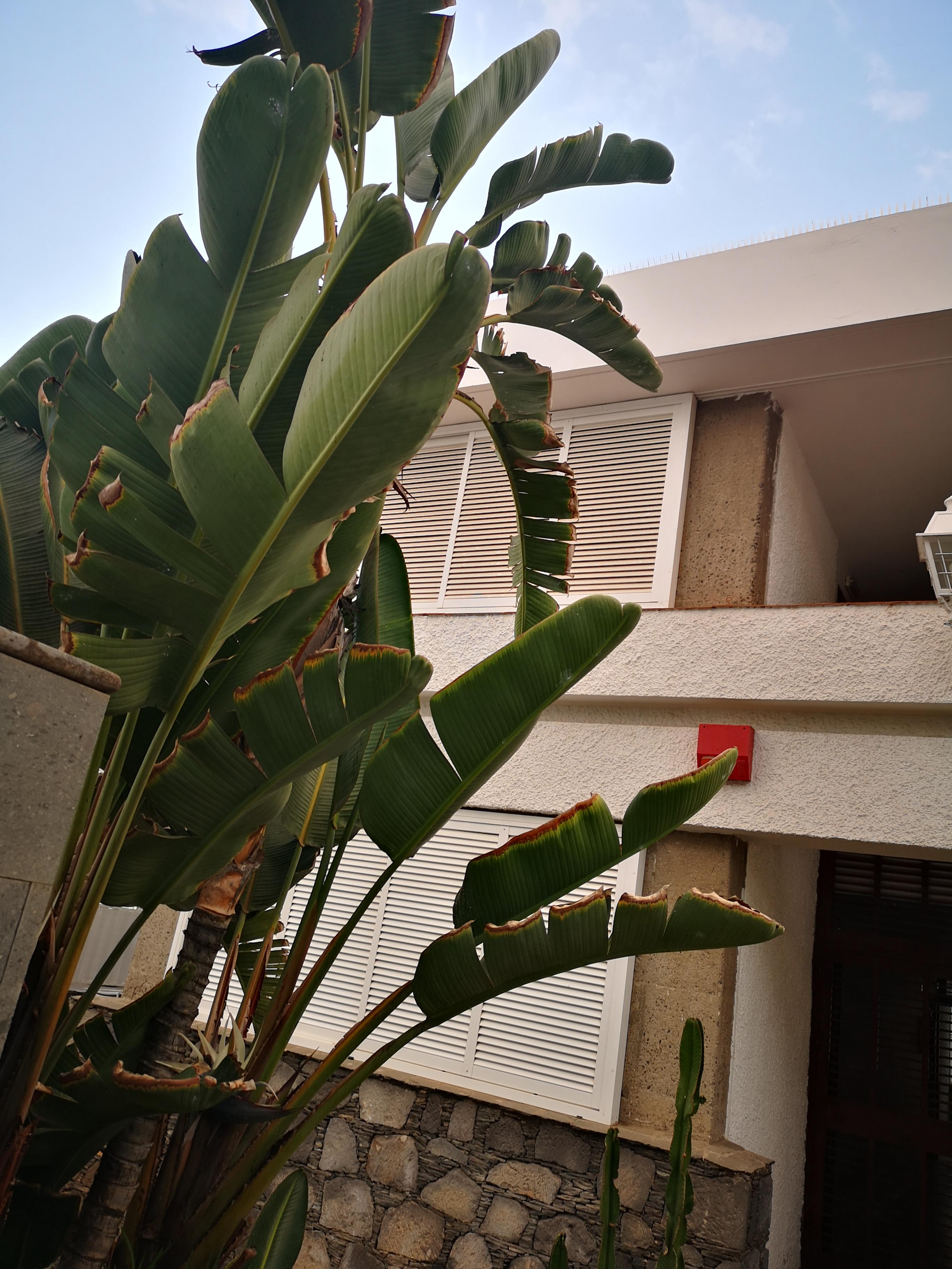 Apartamentos Cocoteros - Tamara Maspalomas (Gran Canaria) Exterior foto