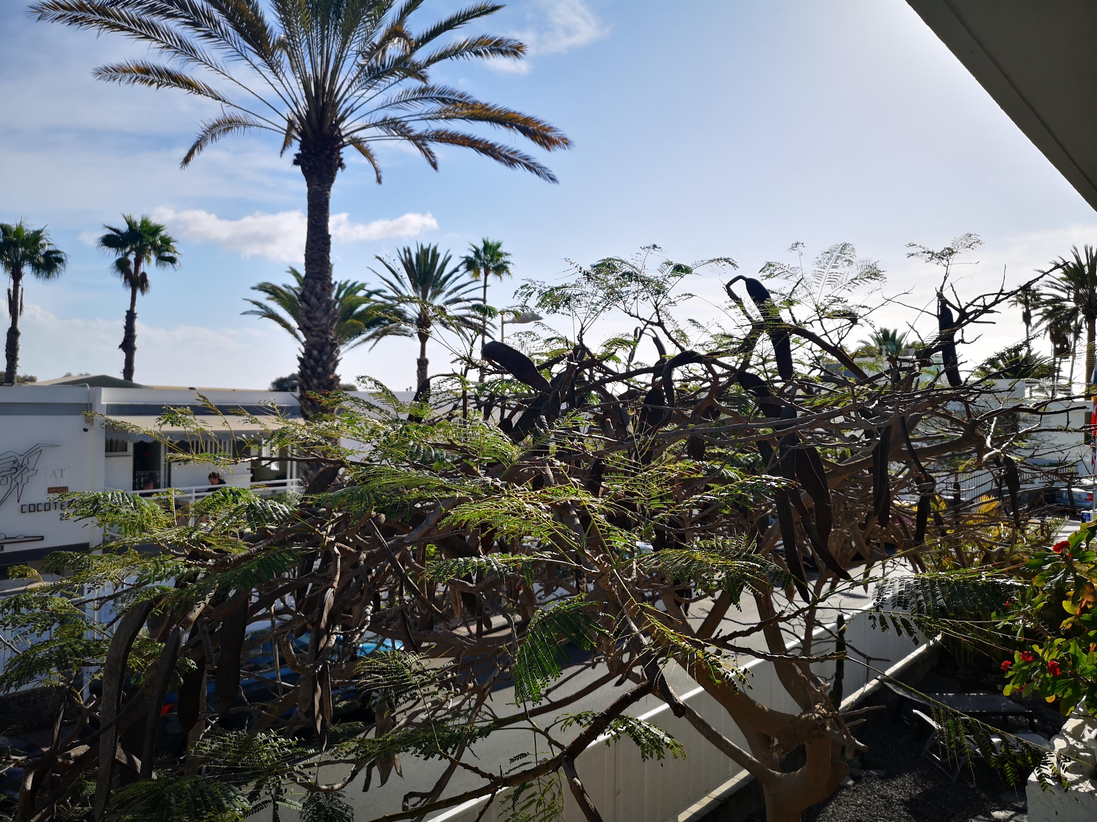 Apartamentos Cocoteros - Tamara Maspalomas (Gran Canaria) Exterior foto